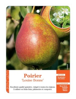 POIRIER ‘LOUISE BONNE’