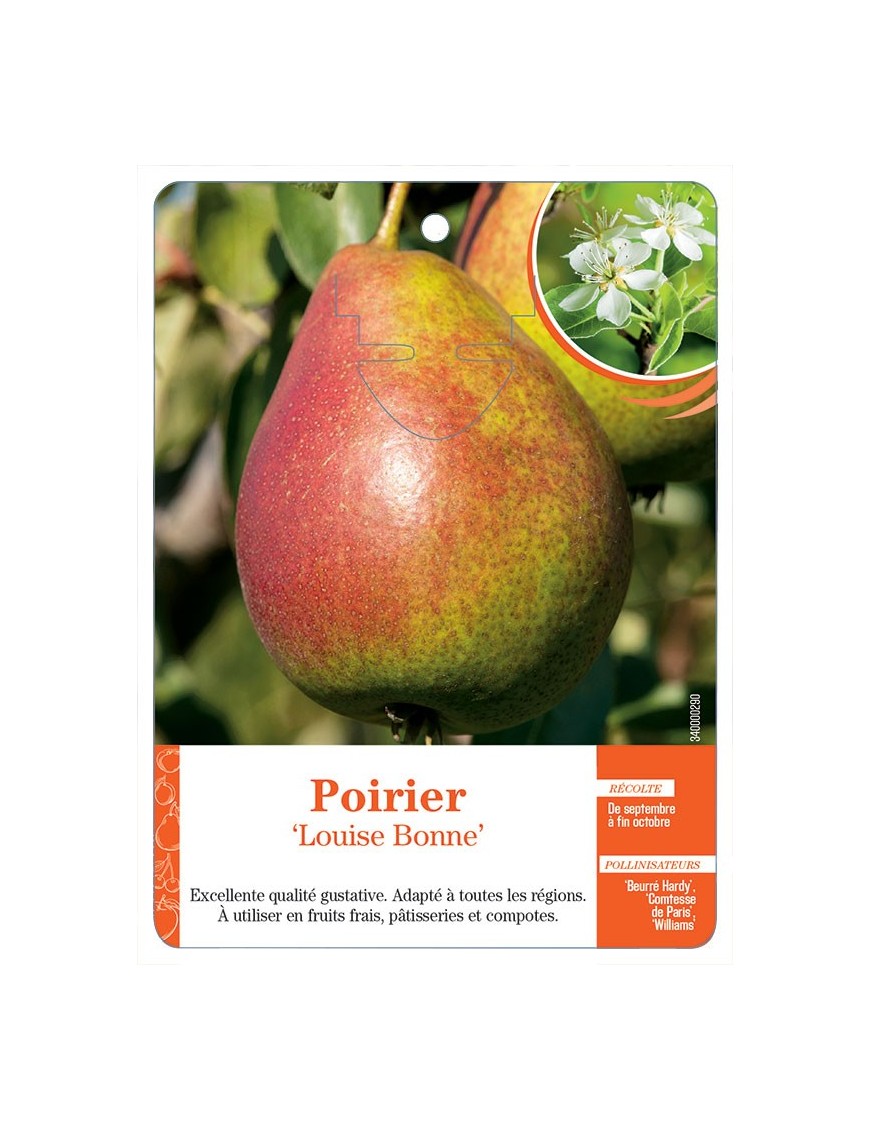 POIRIER ‘LOUISE BONNE’