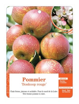 POMMIER ‘BOSKOOP ROUGE’