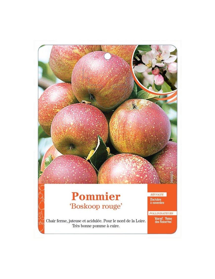 POMMIER ‘BOSKOOP ROUGE’