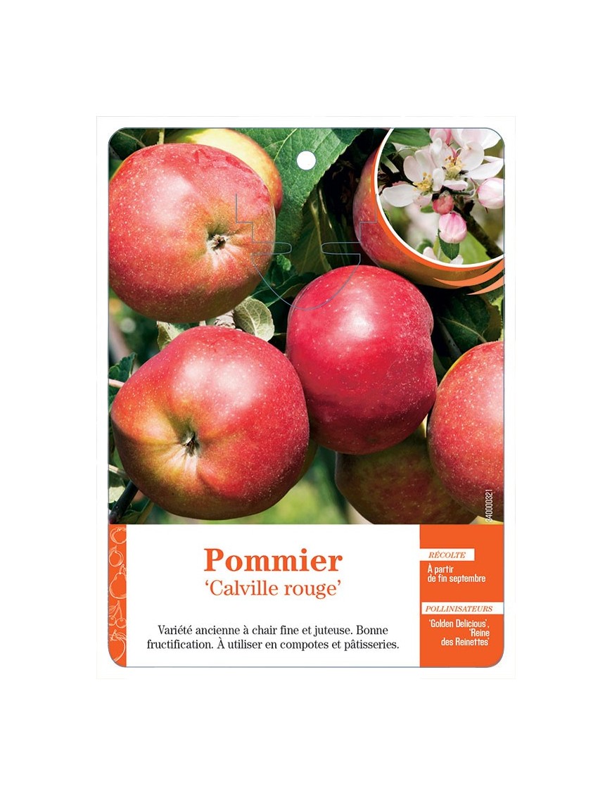 POMMIER ‘CALVILLE ROUGE’ *
