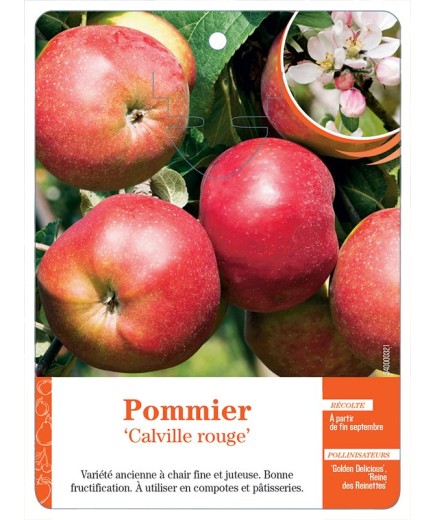 POMMIER ‘CALVILLE ROUGE’ *