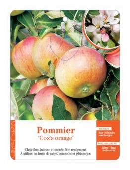 POMMIER ‘COX’S ORANGE’