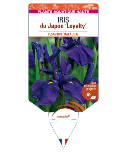 IRIS ensata Loyalty voir IRIS du Japon