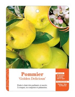POMMIER ‘GOLDEN DELICIOUS’