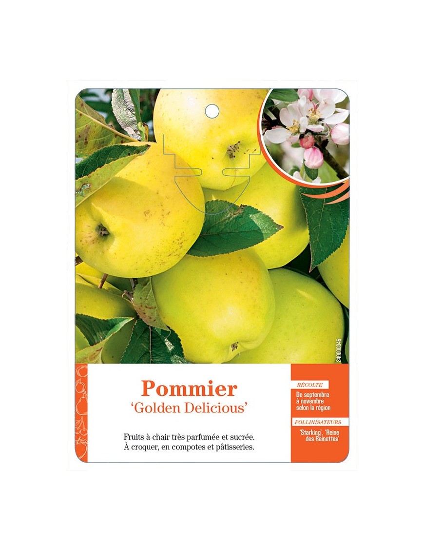POMMIER ‘GOLDEN DELICIOUS’