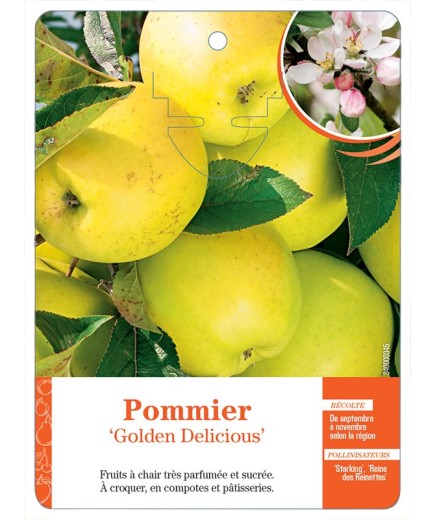 POMMIER ‘GOLDEN DELICIOUS’