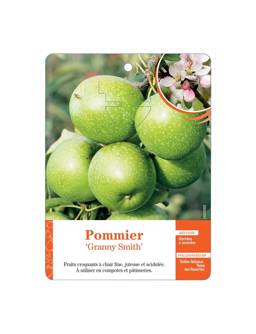 POMMIER ‘GRANNY SMITH’
