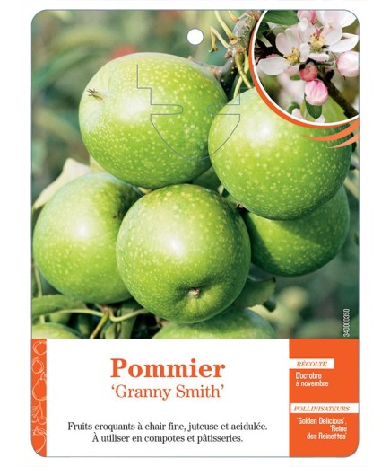 POMMIER ‘GRANNY SMITH’