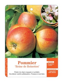 POMMIER ‘REINE DE REINETTES’