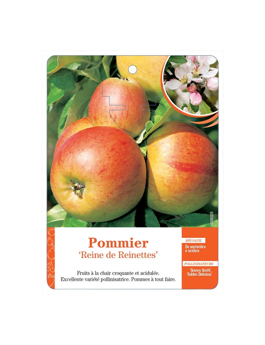 POMMIER ‘REINE DE REINETTES’