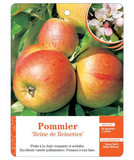 POMMIER ‘REINE DE REINETTES’