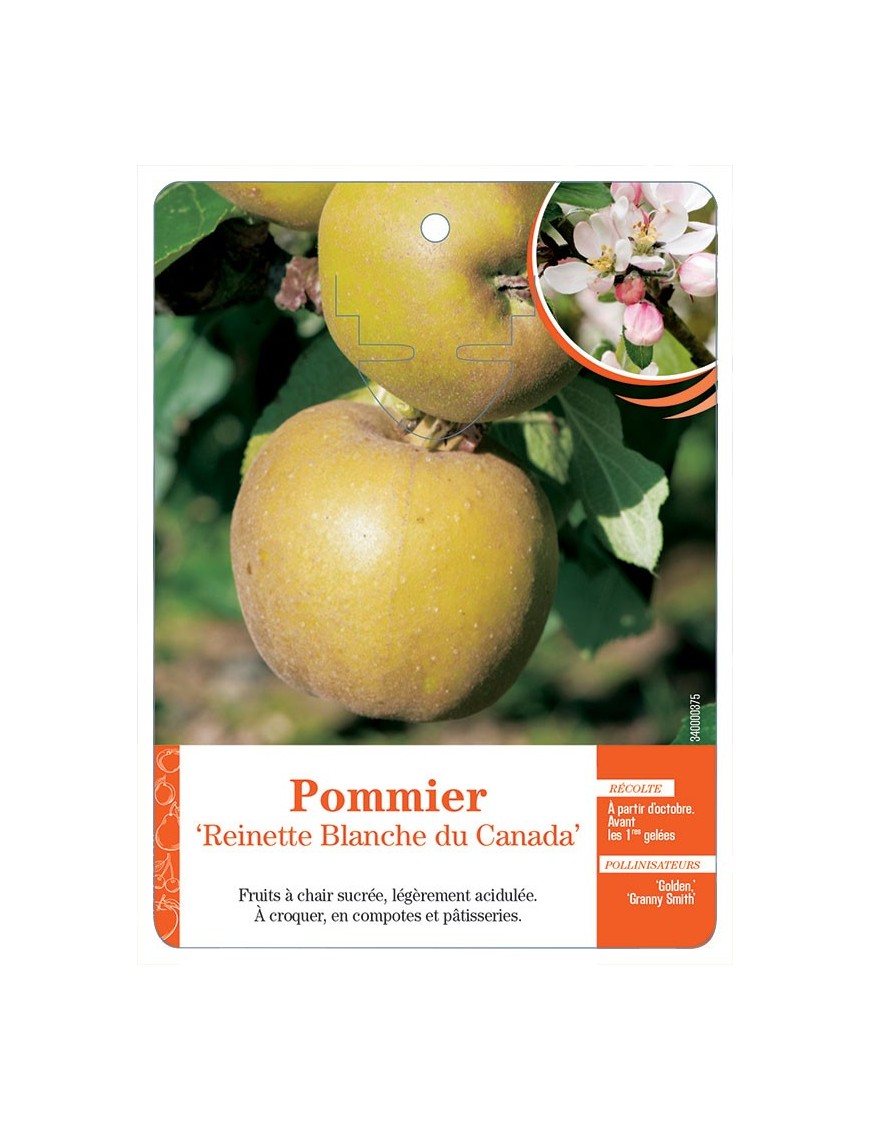 POMMIER ‘REINETTE BLANCHE DU CANADA’ *