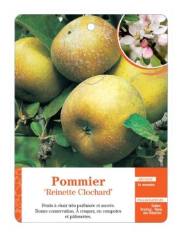 POMMIER ‘REINETTE CLOCHARD’ *