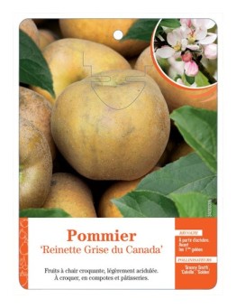 POMMIER ‘REINETTE GRISE DU CANADA’