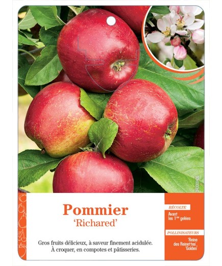 POMMIER ‘RICHARED’ *
