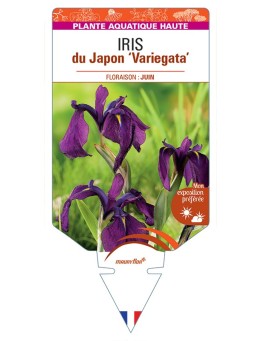 IRIS ensata Variegata voir IRIS du Japon
