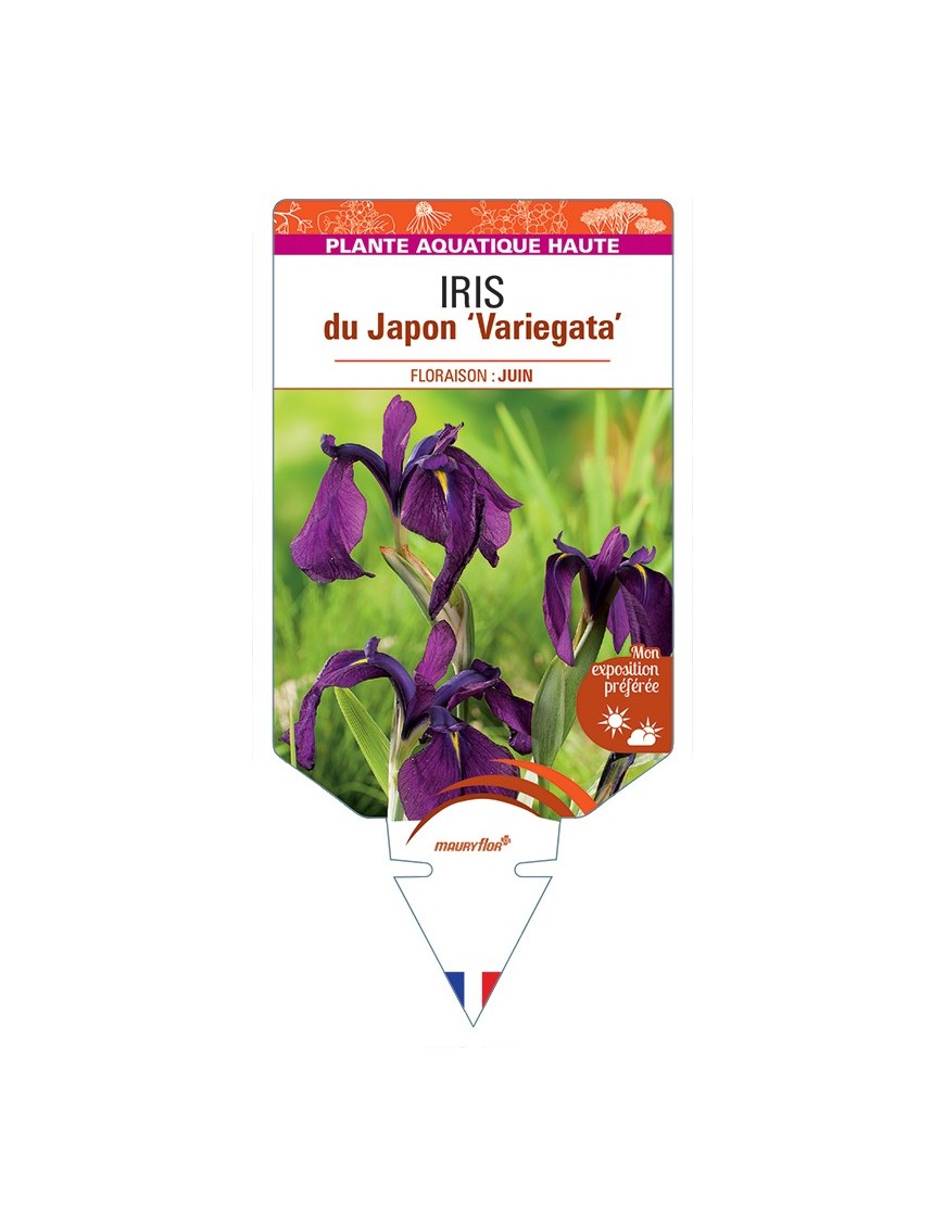 IRIS ensata Variegata voir IRIS du Japon