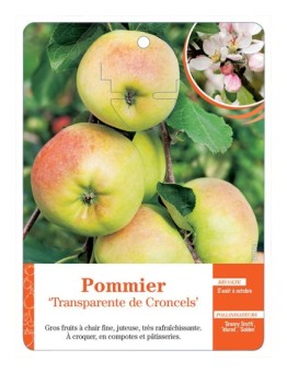 POMMIER ‘TRANSPARENTE DE CRONCELS’ *
