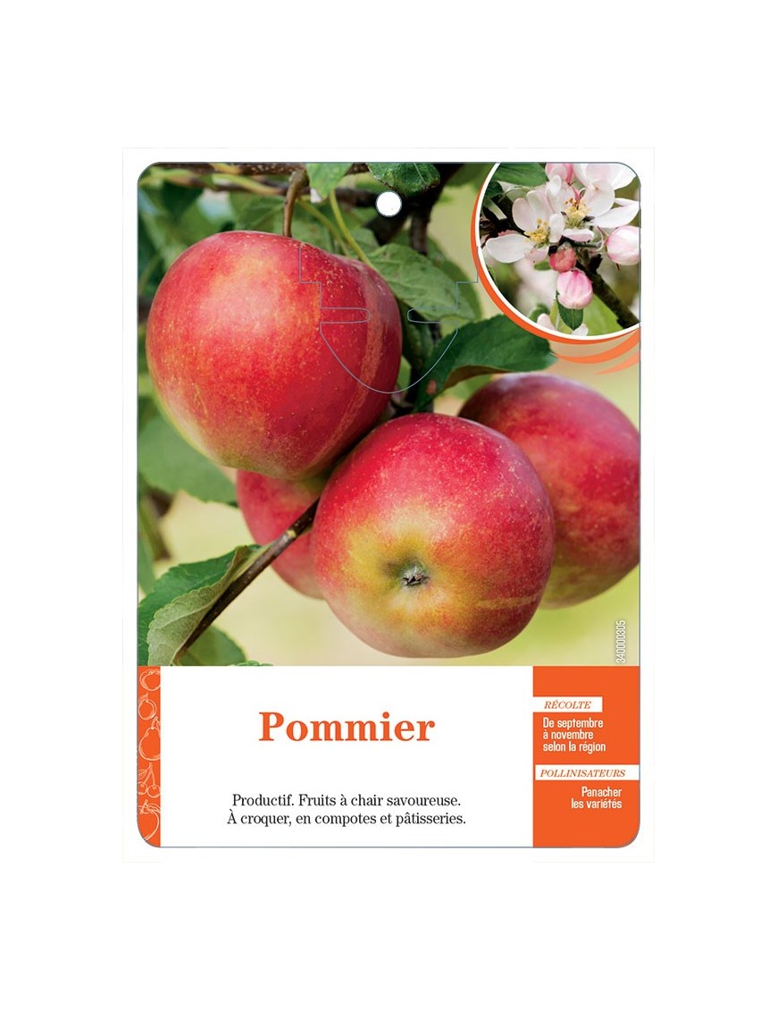 POMMIER (SANS NOM)