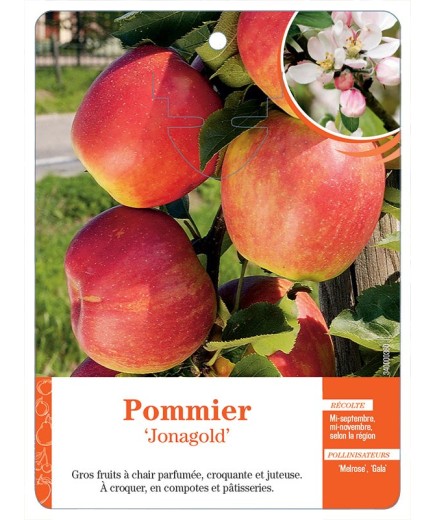 POMMIER‘JONAGOLD’