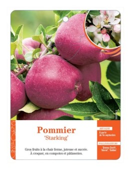 POMMIER ‘STARKING’