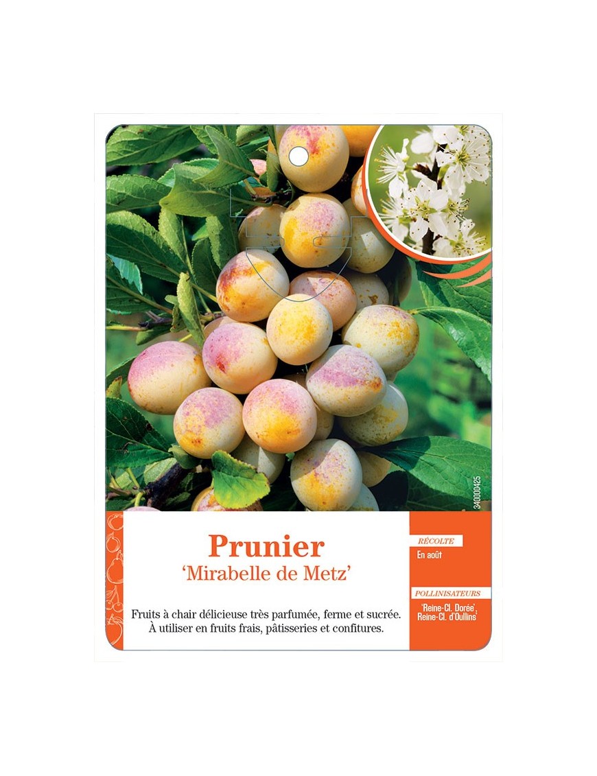 PRUNIER ‘MIRABELLE DE METZ’