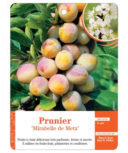 PRUNIER ‘MIRABELLE DE METZ’
