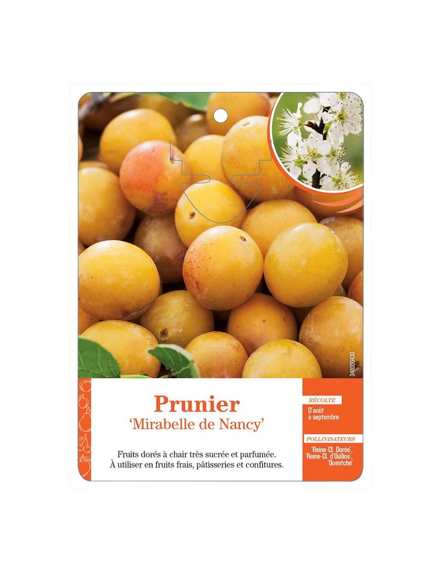 PRUNIER ‘MIRABELLE DE NANCY’