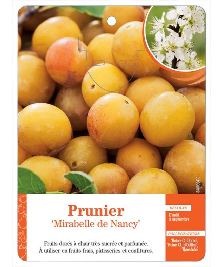 PRUNIER ‘MIRABELLE DE NANCY’