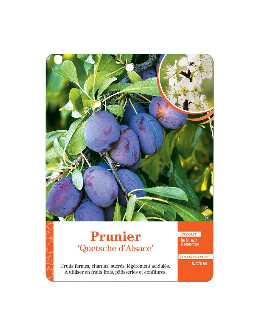 PRUNIER ‘QUETSCHE D’ALSACE’