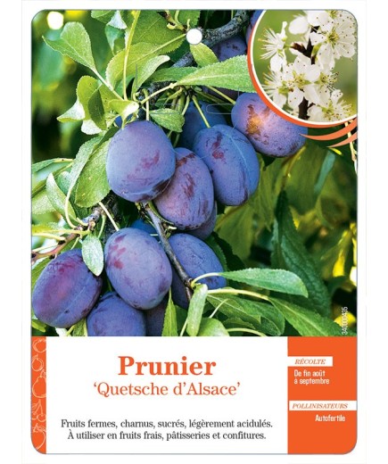 PRUNIER ‘QUETSCHE D’ALSACE’