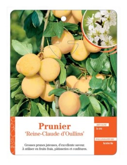 PRUNIER ‘REINE-CLAUDE D’OULLINS’