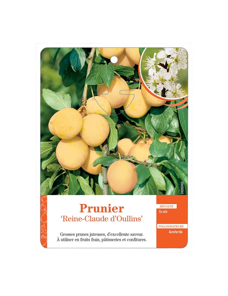 PRUNIER ‘REINE-CLAUDE D’OULLINS’