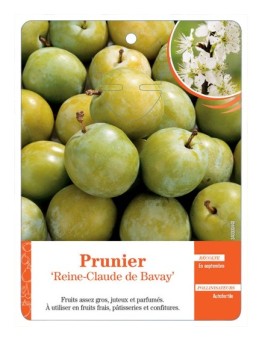 PRUNIER ‘REINE-CLAUDE DE BAVAY’
