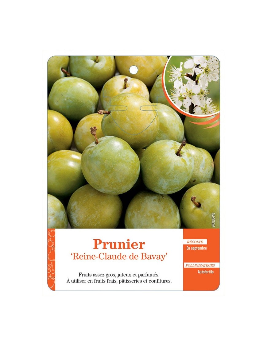 PRUNIER ‘REINE-CLAUDE DE BAVAY’