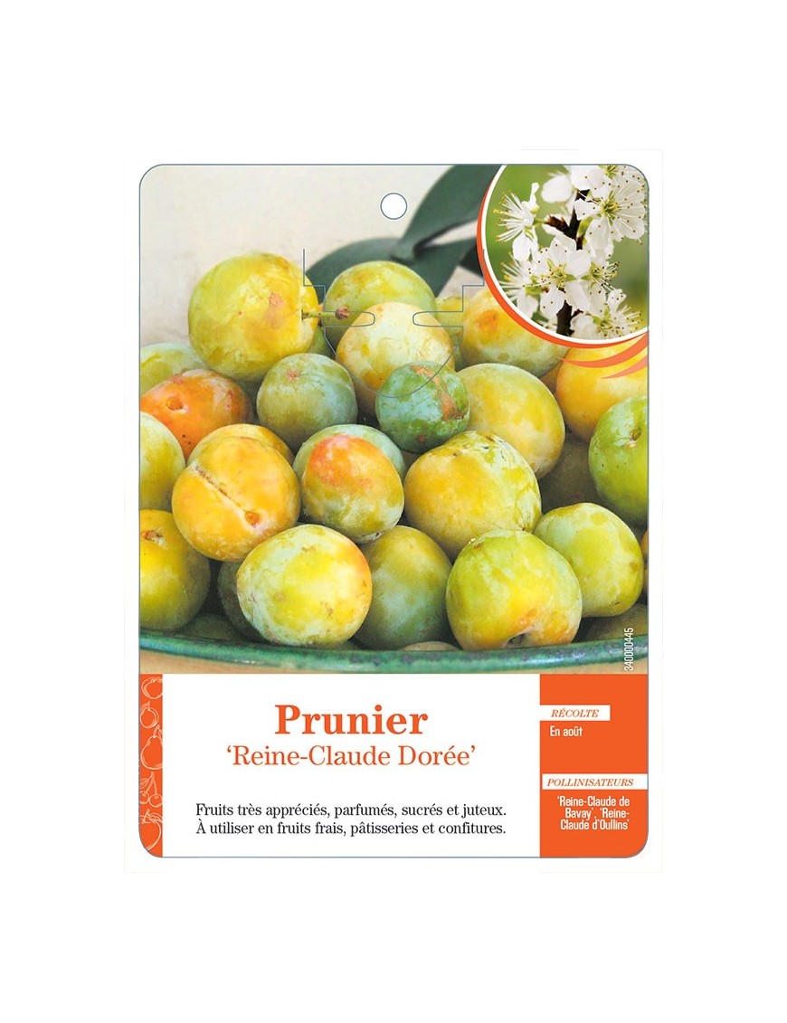 PRUNIER ‘REINE-CLAUDE DORÉE’