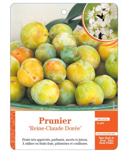 PRUNIER ‘REINE-CLAUDE DORÉE’