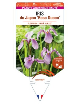 IRIS laevigata Rose Queen voir IRIS du Japon