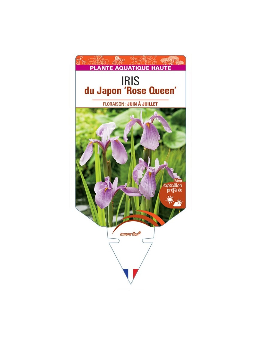 IRIS laevigata Rose Queen voir IRIS du Japon