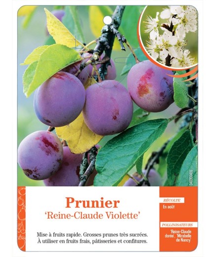 PRUNIER ‘REINE-CLAUDE VIOLETTE’
