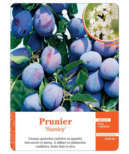 PRUNIER ‘STANLEY’