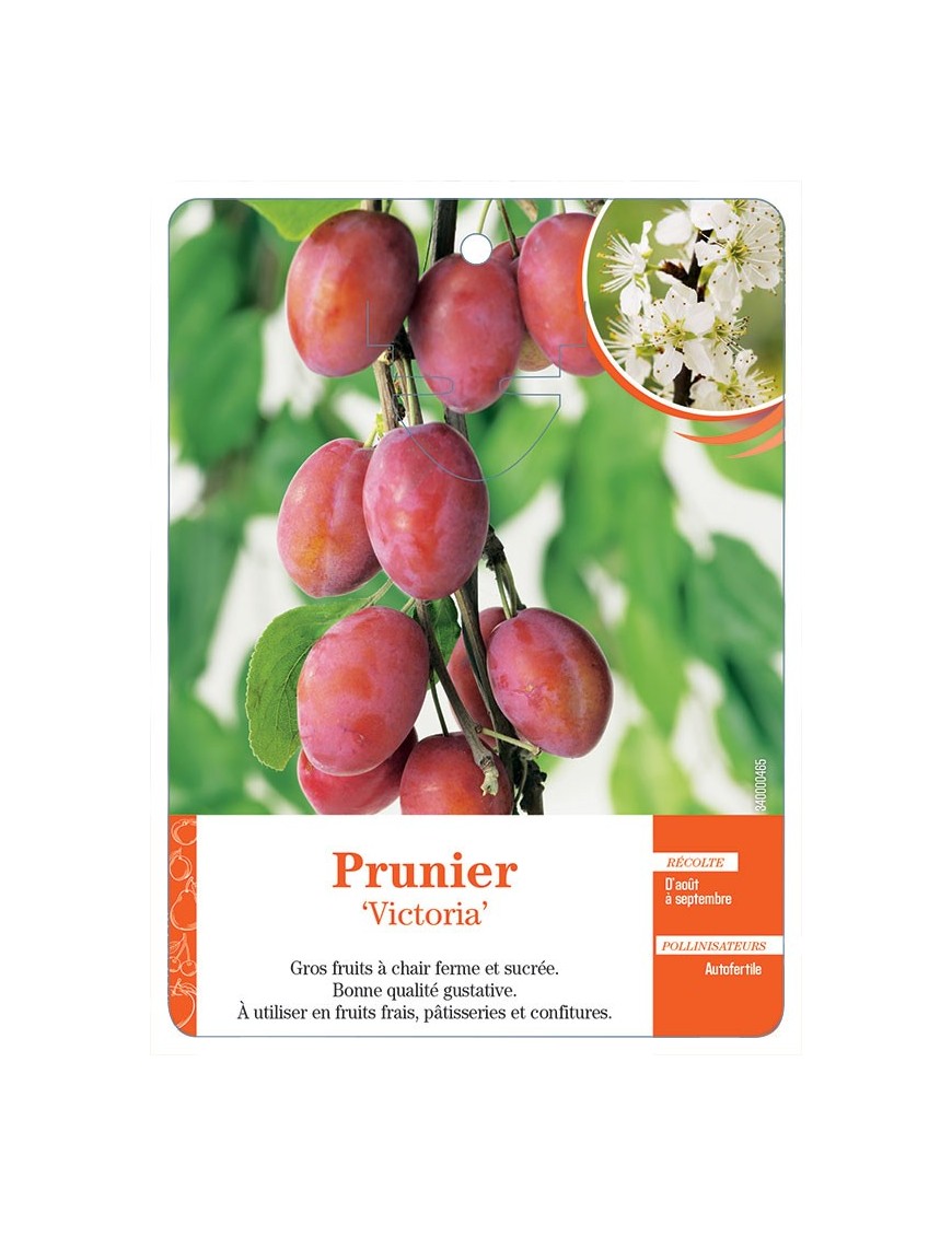 PRUNIER ‘VICTORIA’