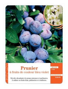 PRUNIER À FRUITS DE COULEUR BLEU VIOLET