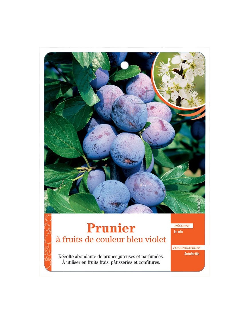 PRUNIER À FRUITS DE COULEUR BLEU VIOLET