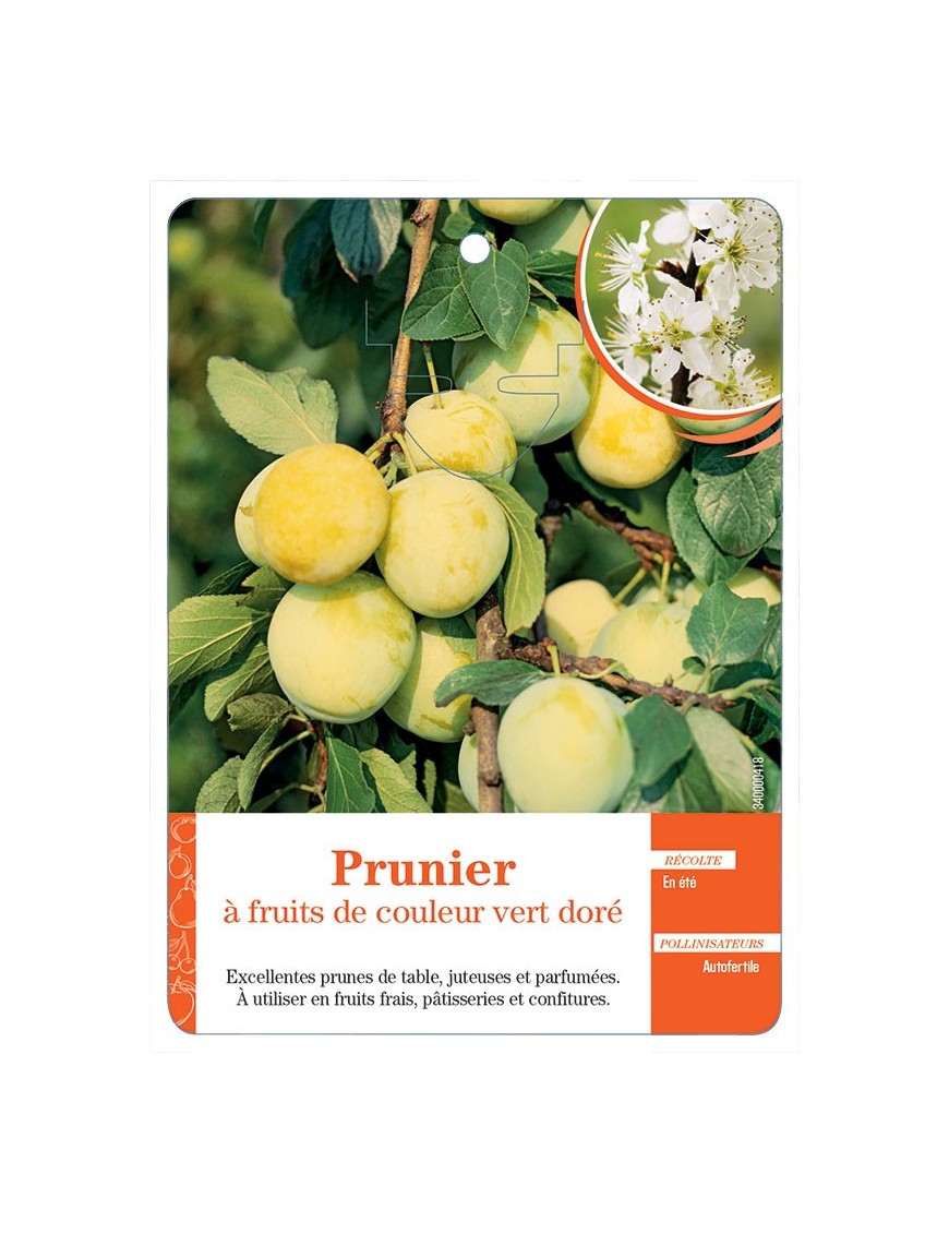 PRUNIER À FRUITS DE COULEUR VERT DORÉ