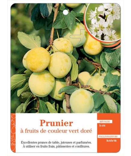 PRUNIER À FRUITS DE COULEUR VERT DORÉ