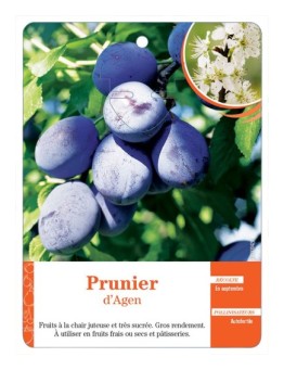 PRUNIER D’AGEN