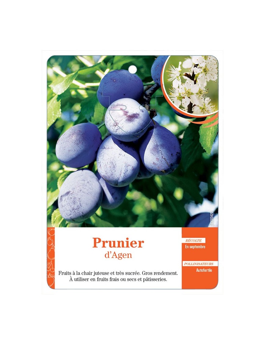 PRUNIER D’AGEN