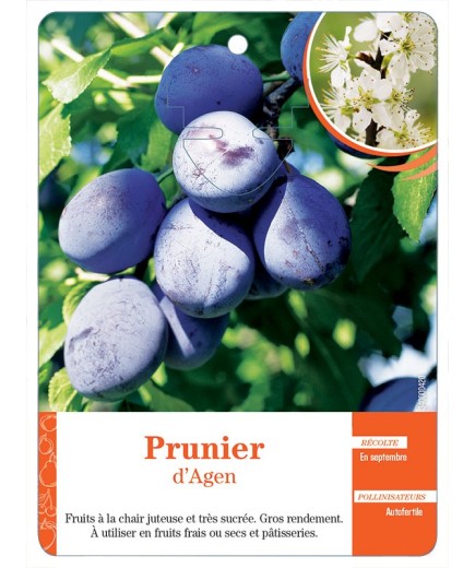 PRUNIER D’AGEN